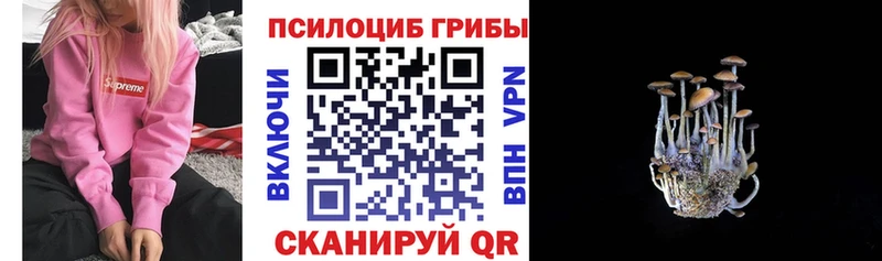 Купить закладки  Поворино  Галлюциногенные грибы Psilocybine cubensis 